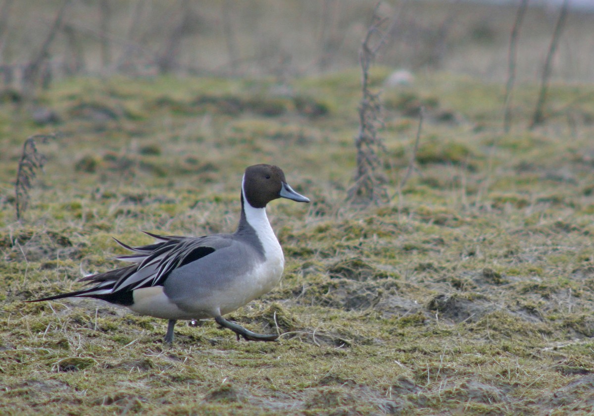 Northern Pintail - ML628234657