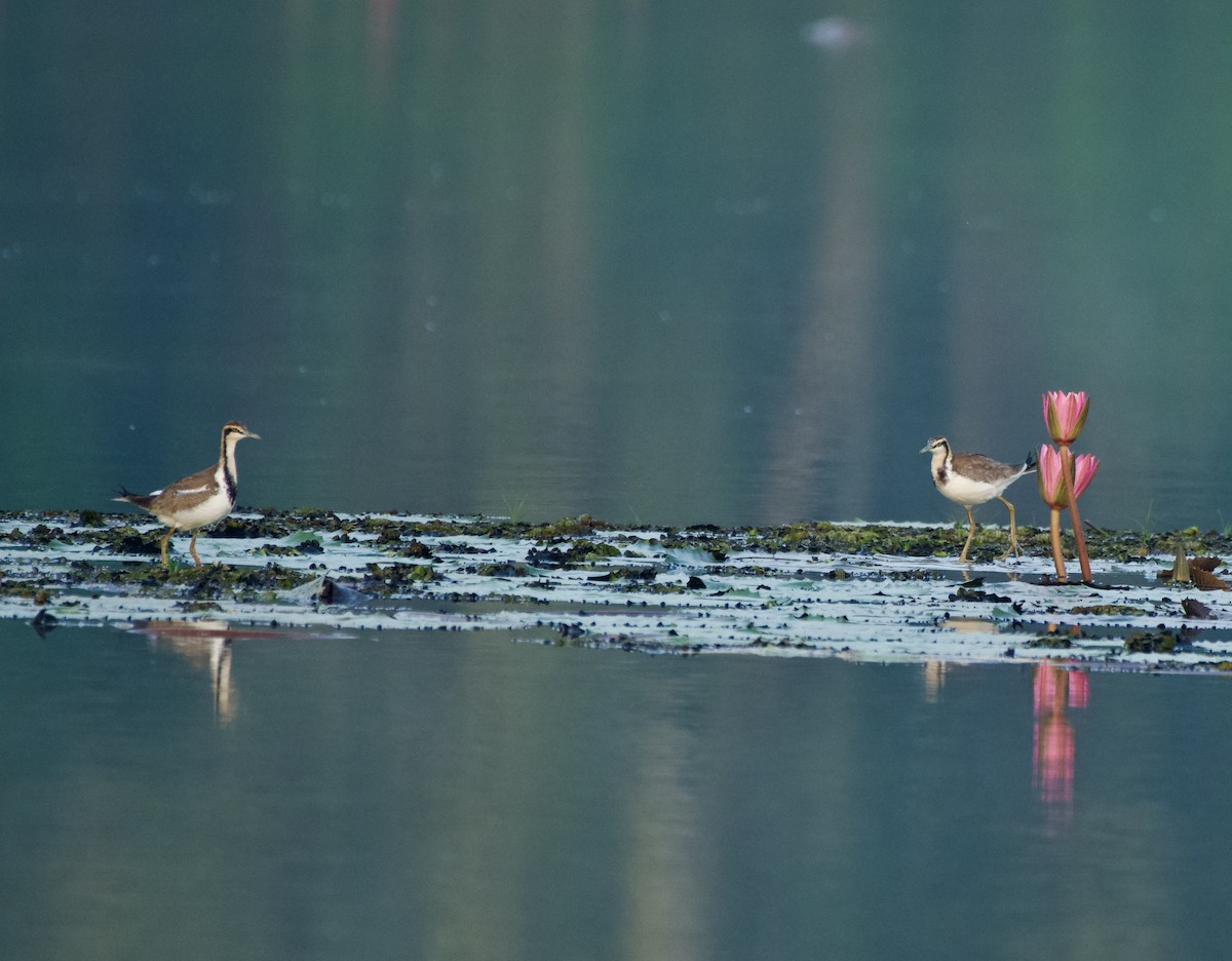 Pheasant-tailed Jacana - ML628234670
