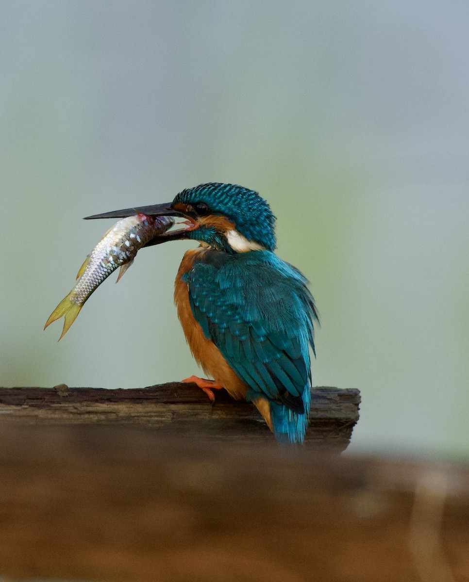 Common Kingfisher - ML628234686