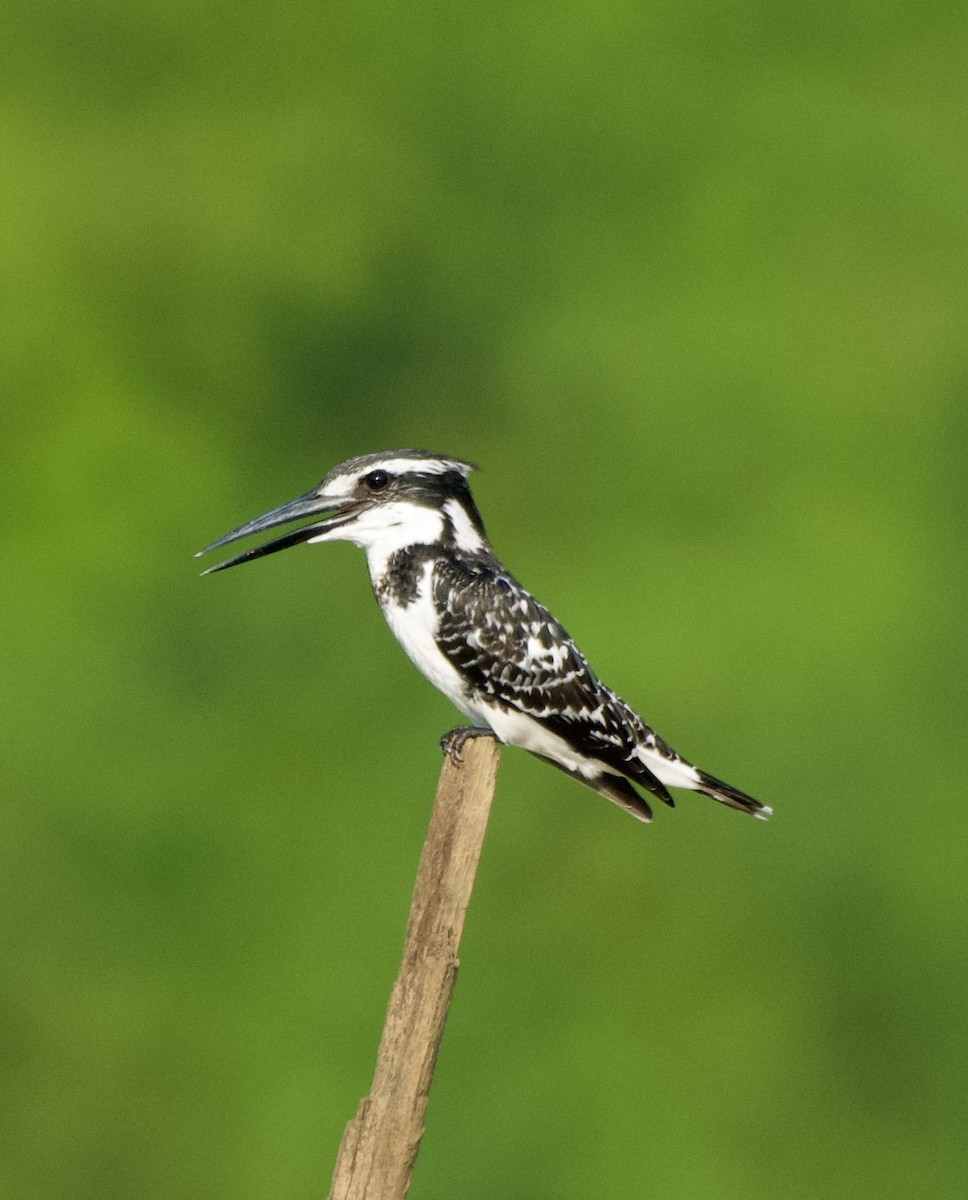 Pied Kingfisher - ML628234690