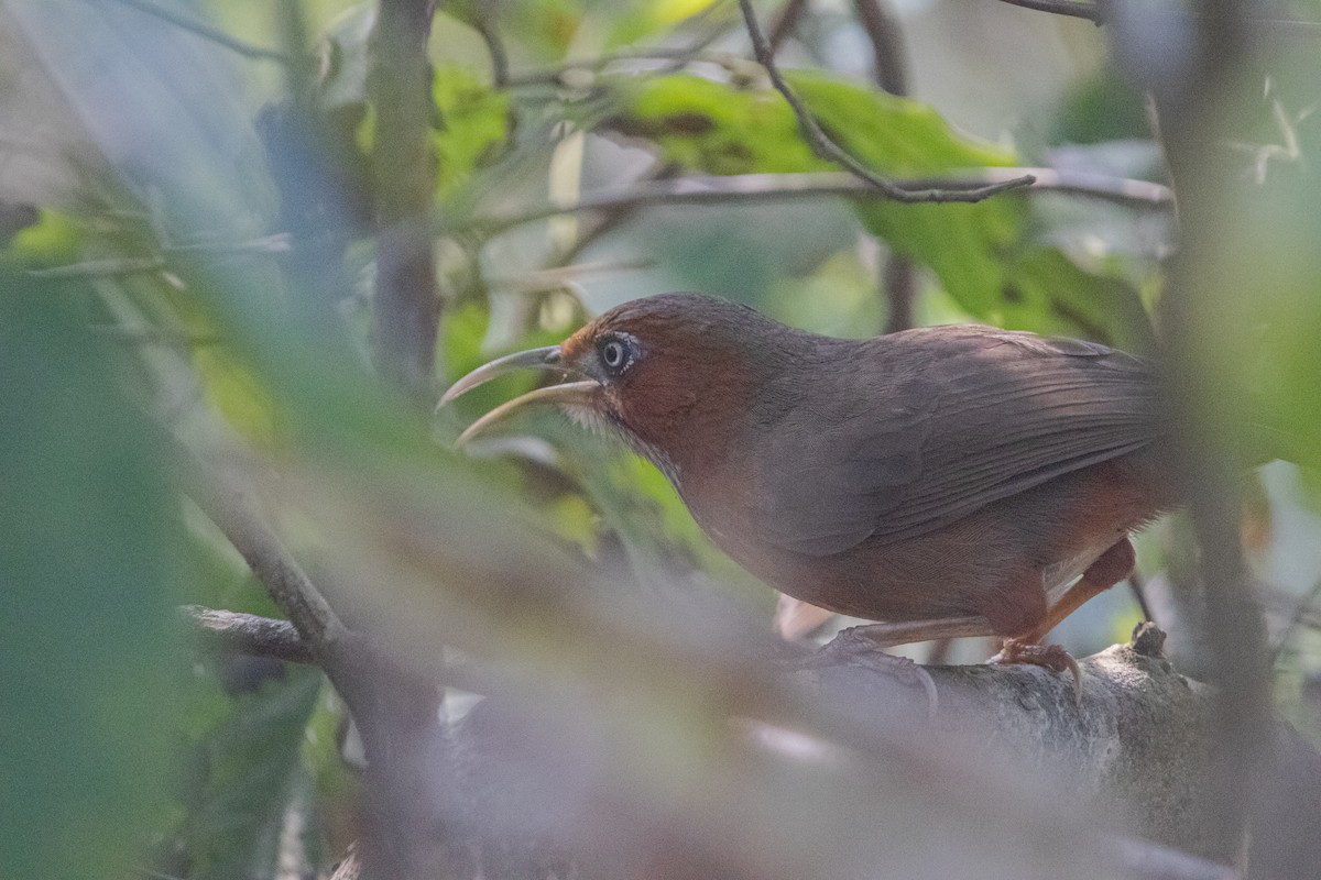 Rusty-cheeked Scimitar-Babbler - ML628234785