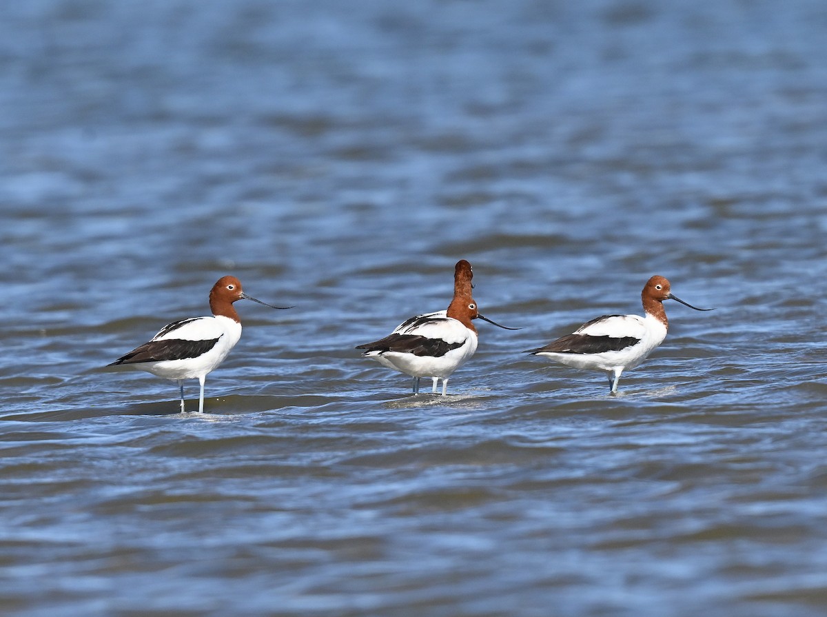 Red-necked Avocet - ML628234819