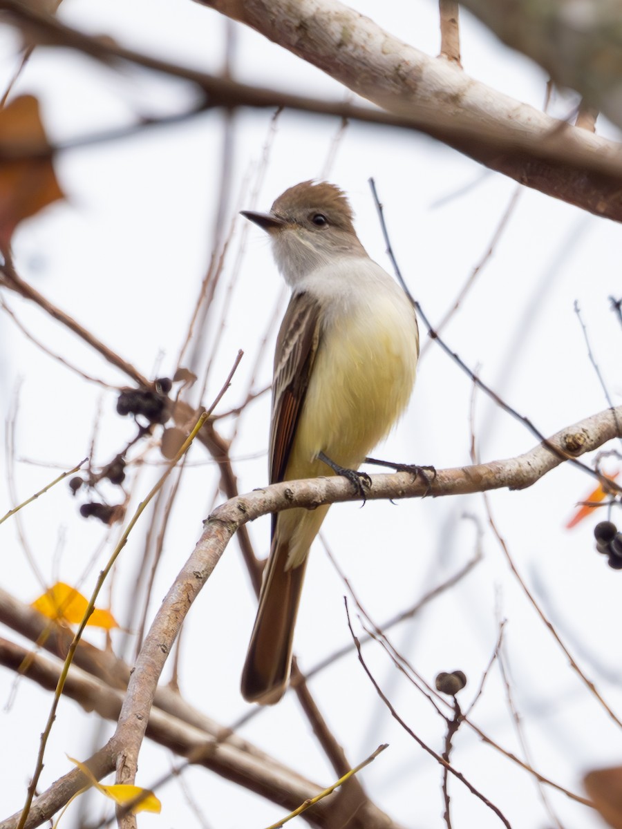 Ash-throated Flycatcher - ML628234832