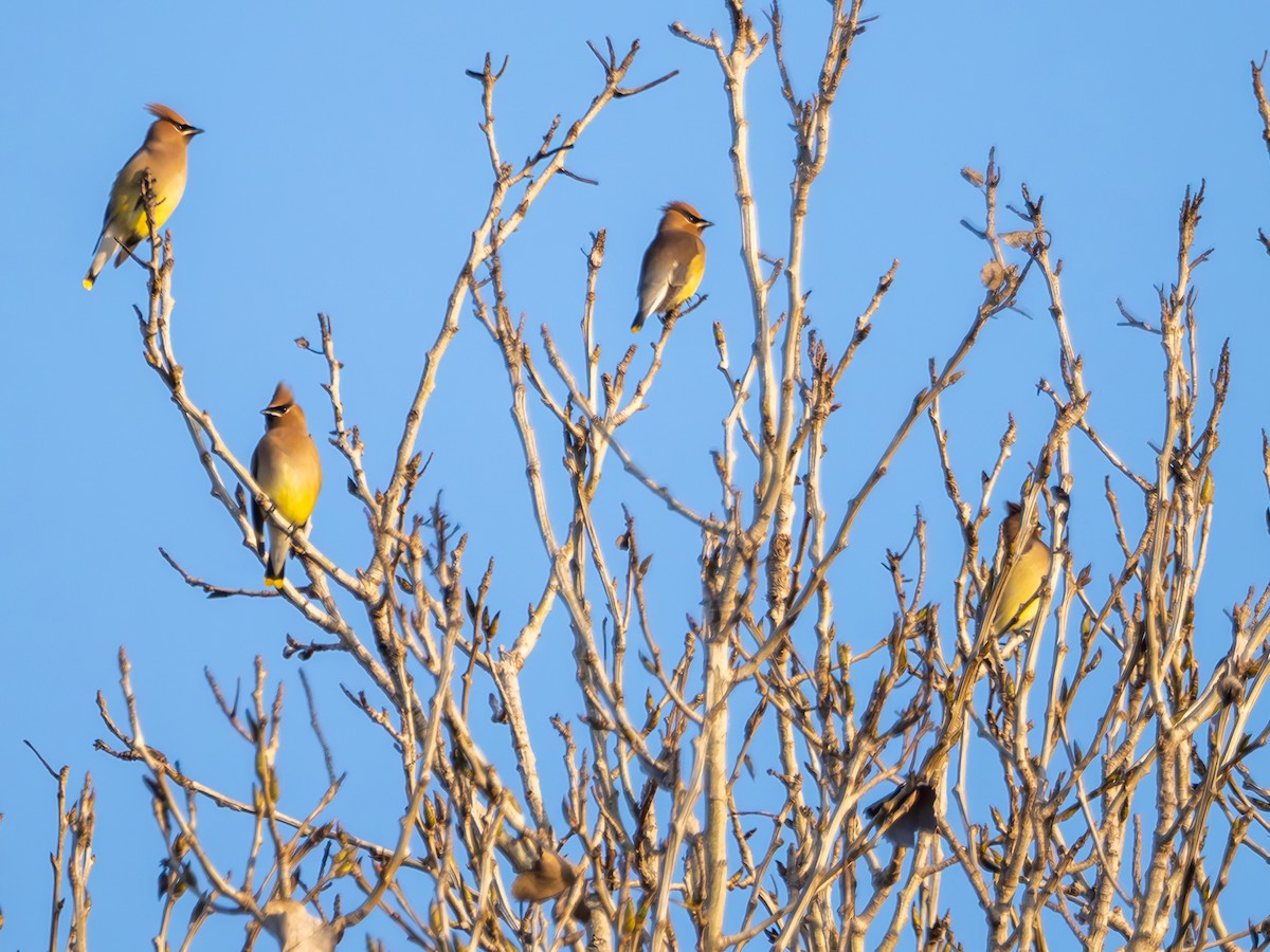 Cedar Waxwing - ML628234840