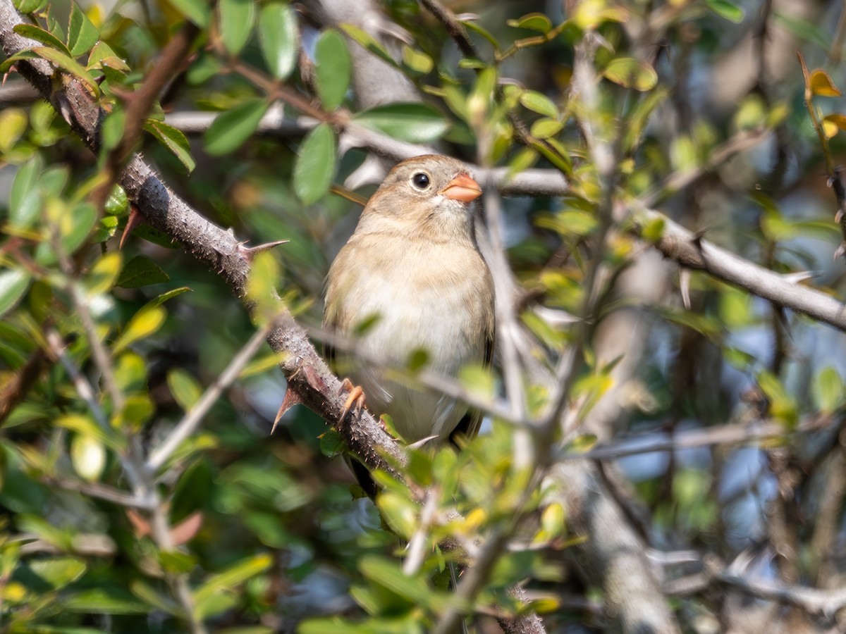 Field Sparrow - ML628234843