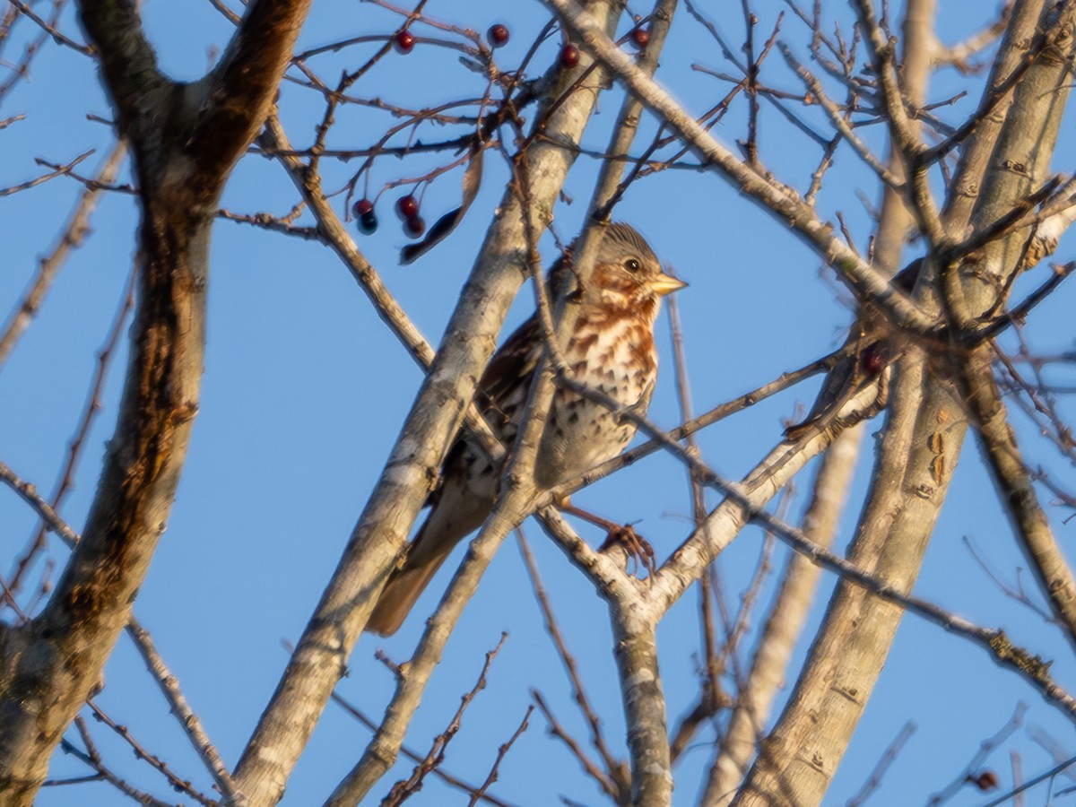 Fox Sparrow (Red) - ML628234844