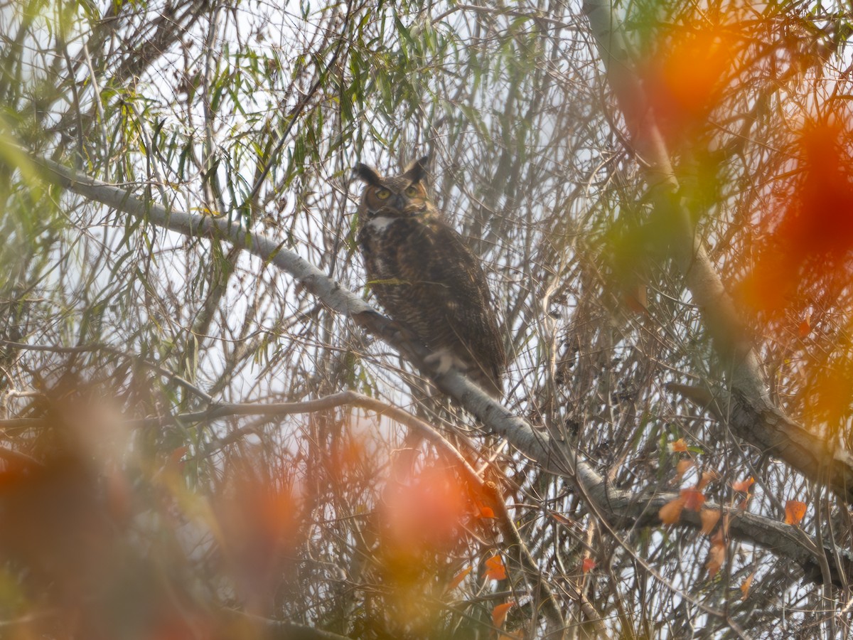 Great Horned Owl - ML628234912