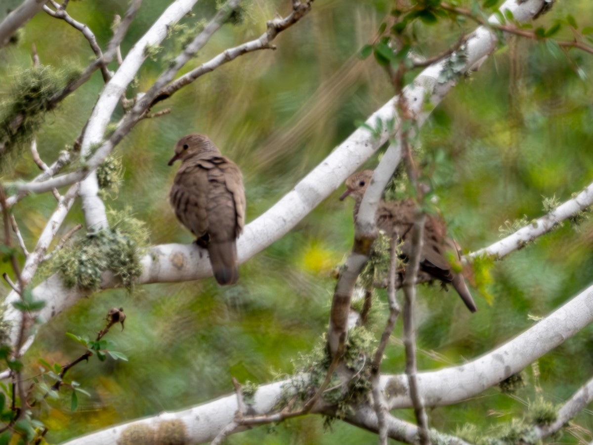 Common Ground Dove - ML628234916