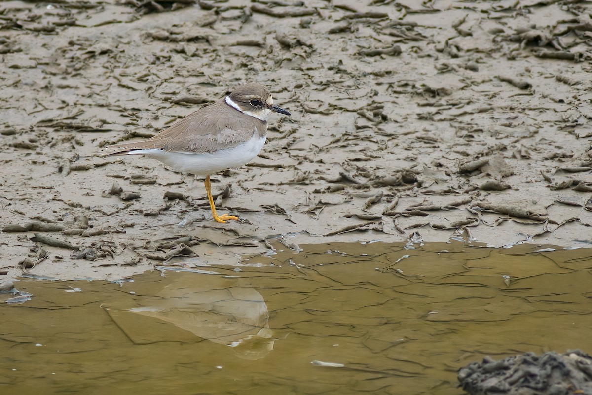 Long-billed Plover - ML628234921