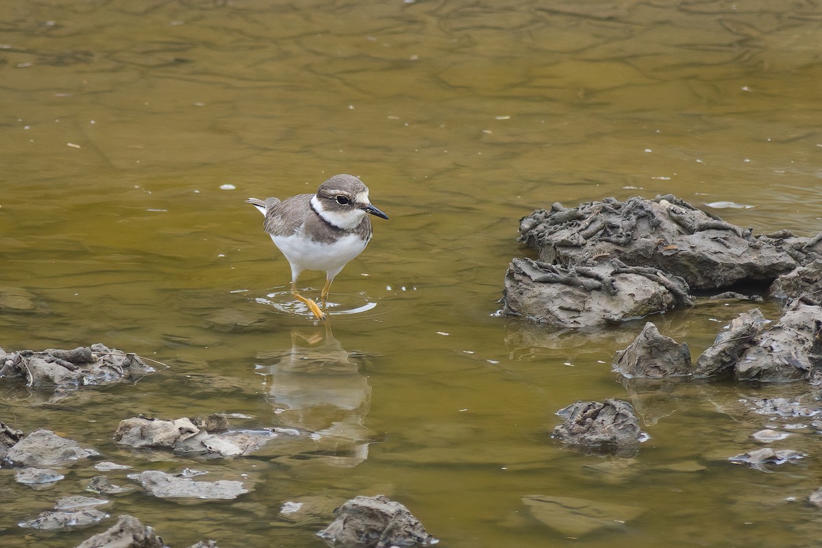 Long-billed Plover - ML628234924