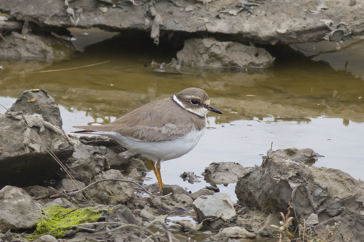 Long-billed Plover - ML628234935