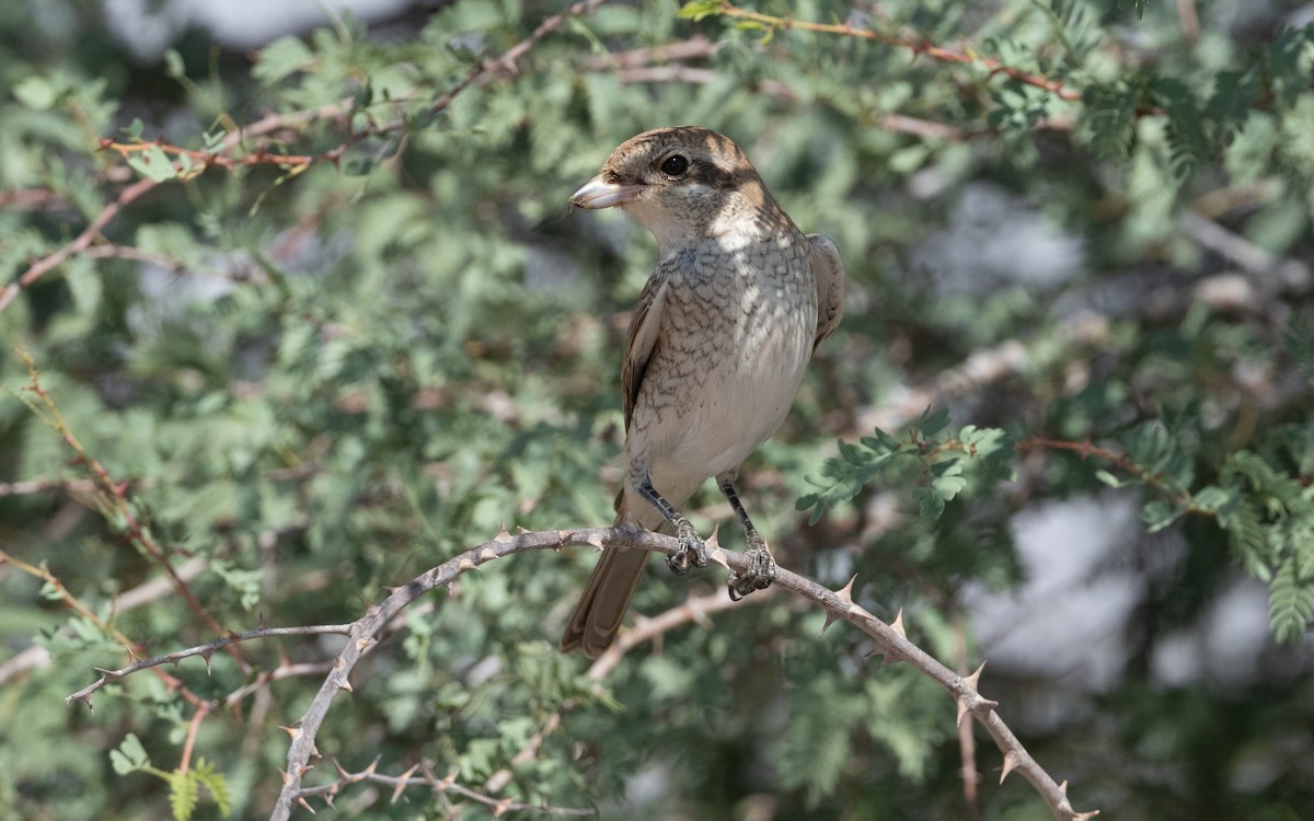 Red-backed Shrike - ML628234957