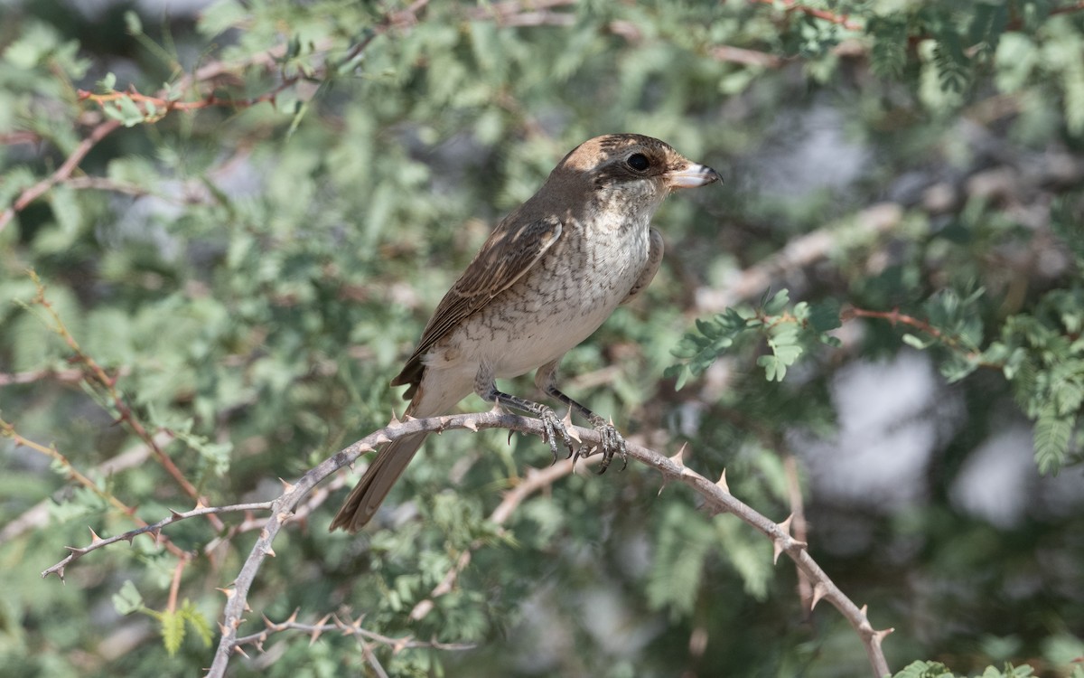 Red-backed Shrike - ML628234958