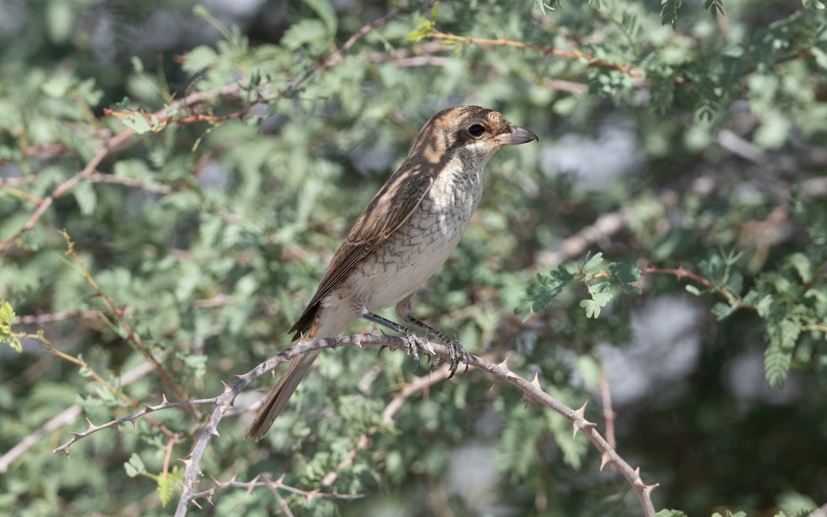 Red-backed Shrike - ML628234959