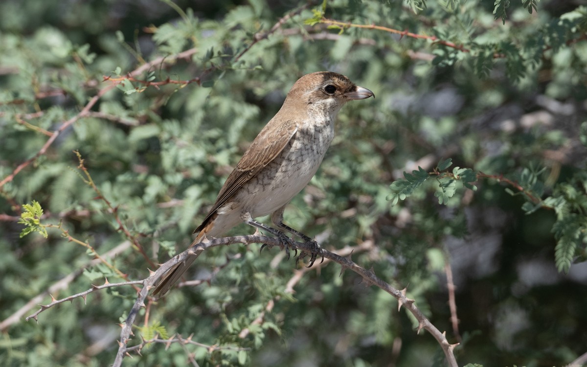 Red-backed Shrike - ML628234960
