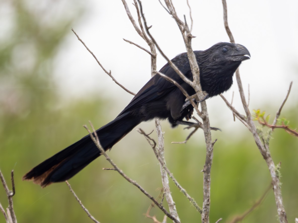 Groove-billed Ani - ML628234974