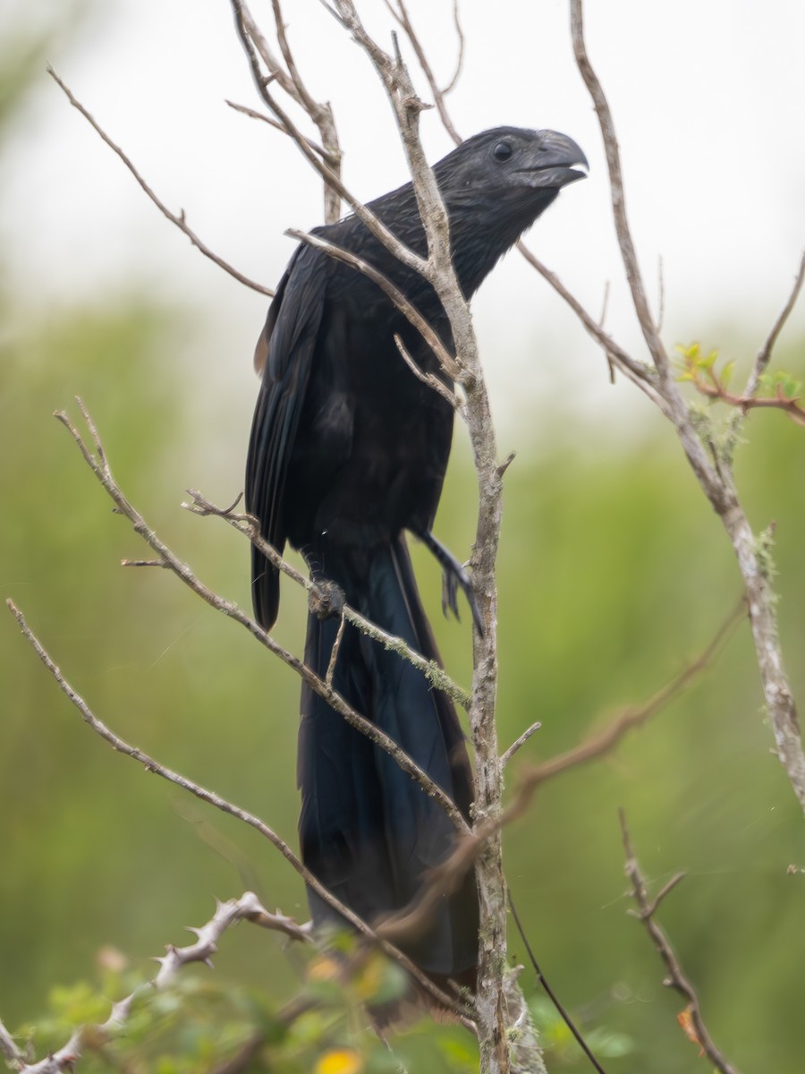 Groove-billed Ani - ML628234975