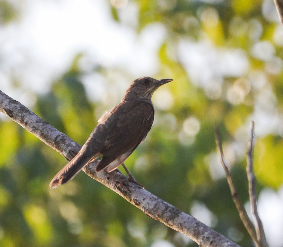 Pale-breasted Thrush - ML628234987