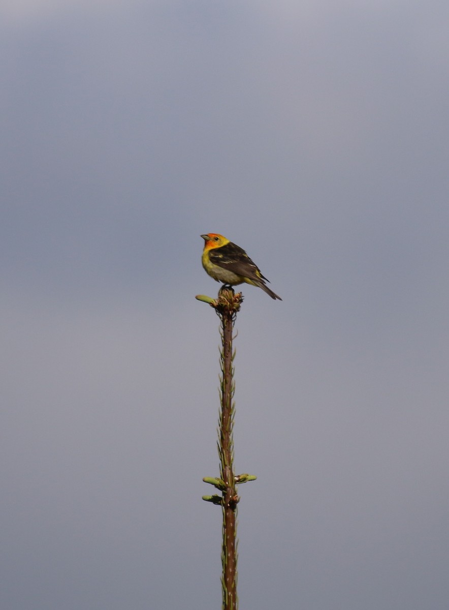 Western Tanager - ML62823501