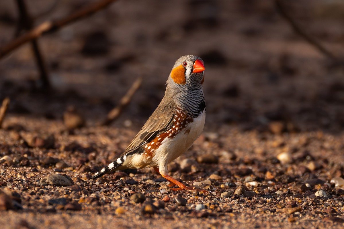Zebra Finch (Australian) - ML628235040