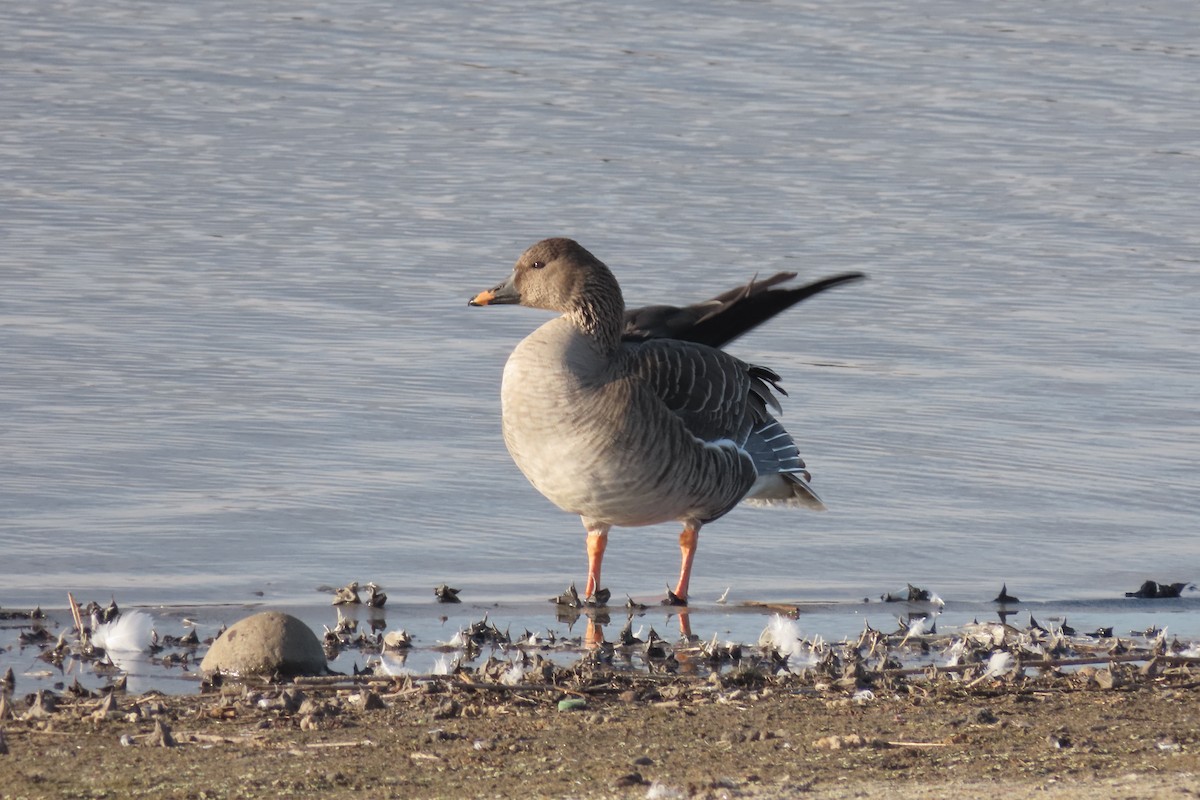 אווז אחו טונדרה - ML628235134