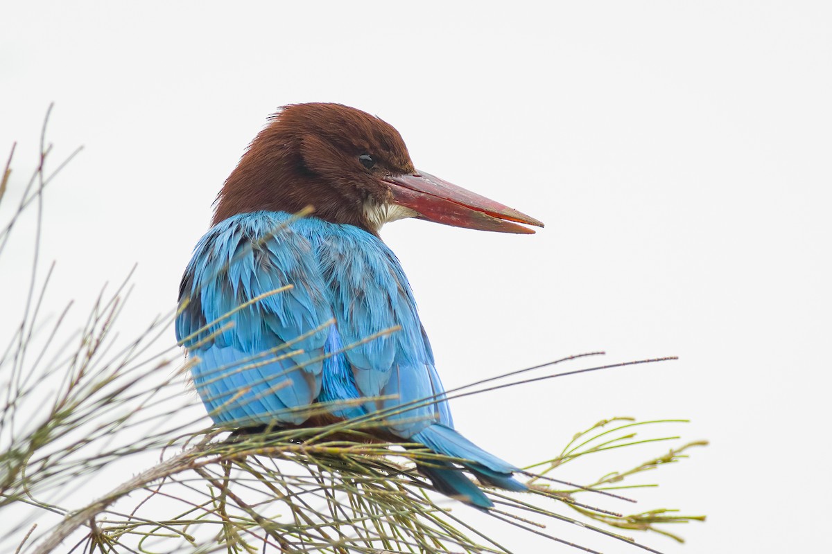 White-throated Kingfisher - ML628235231