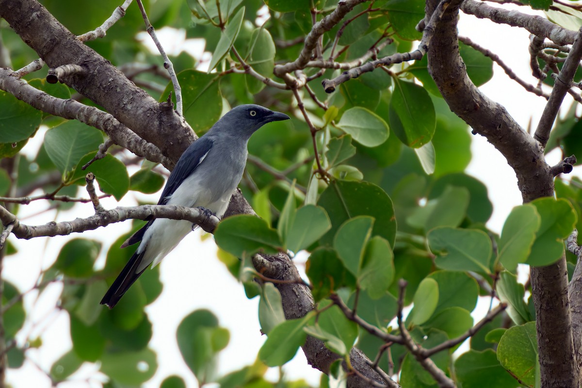 White-rumped Cuckooshrike - ML628235282