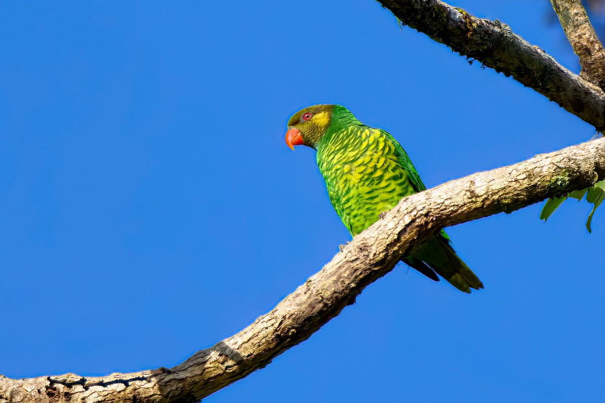 Yellow-cheeked Lorikeet - ML628235478