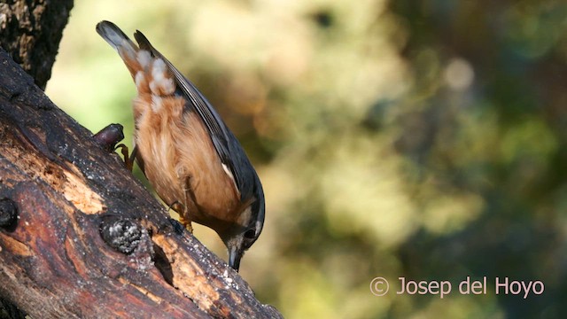 Eurasian Nuthatch - ML628235546
