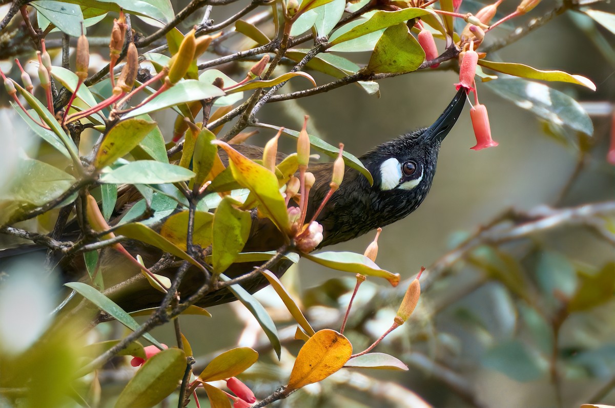 White-eared Myza - ML628235681