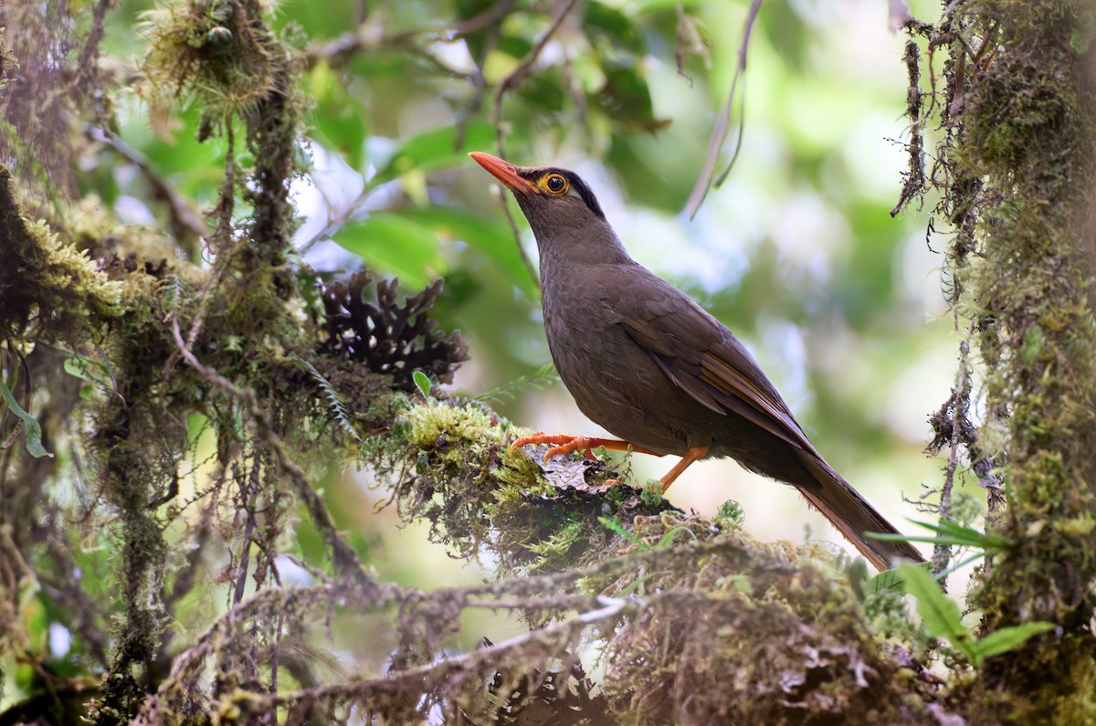Sulawesi Thrush - Andy Wilson