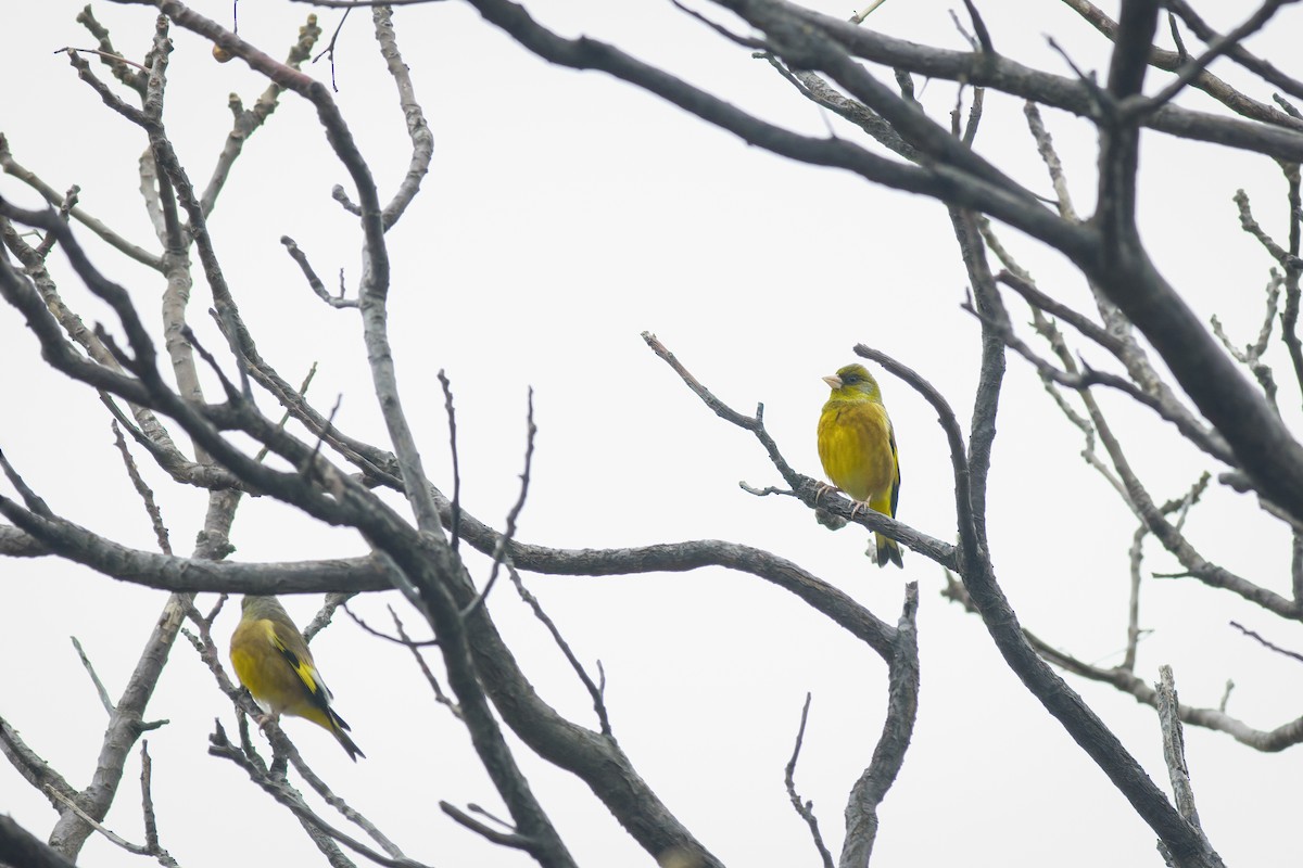 Oriental Greenfinch - ML628235700