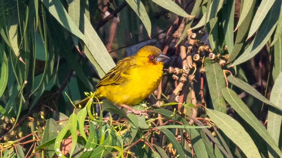 Rüppell's Weaver - ML628235711