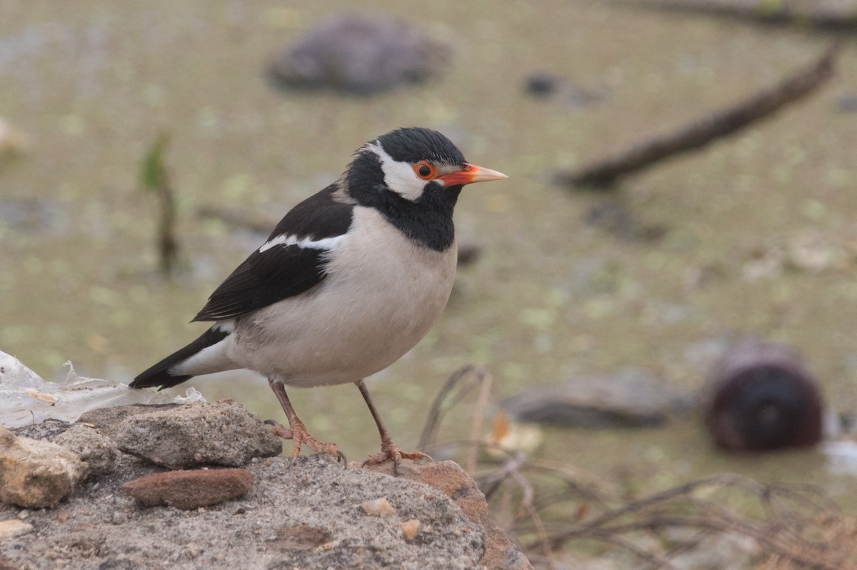 Indian Pied Starling - ML628235730