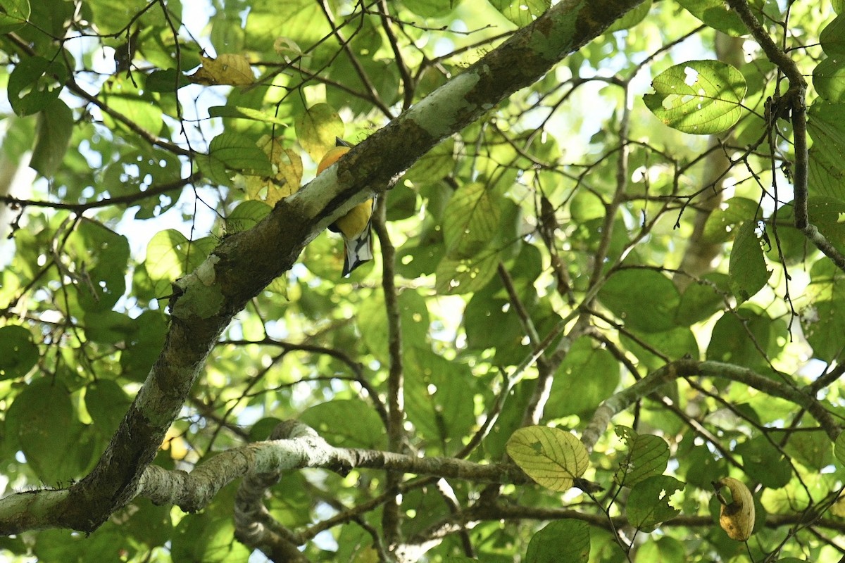 trogon oranžovoprsý - ML628235788