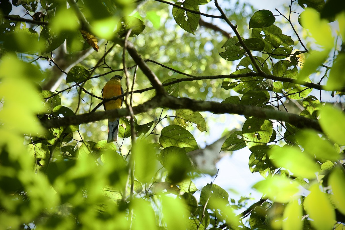 trogon oranžovoprsý - ML628235789