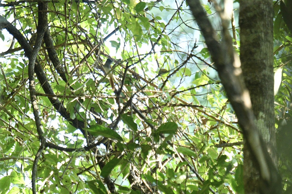Blyth's Paradise-Flycatcher - ML628235822