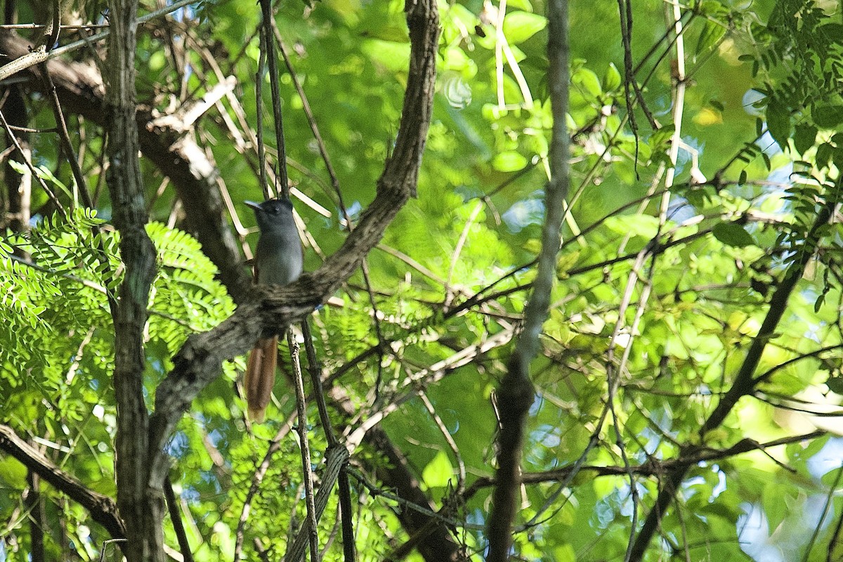 Blyth's Paradise-Flycatcher - ML628235823