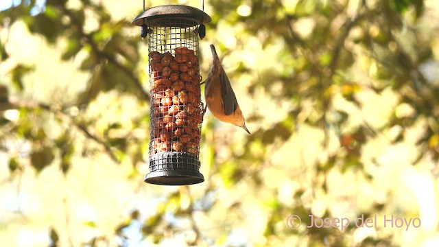 Eurasian Nuthatch - ML628235835