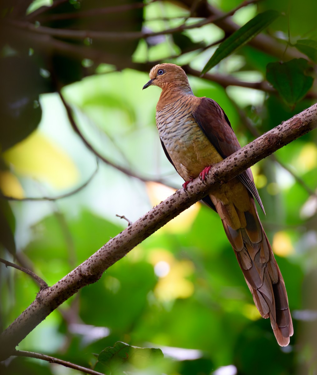 Sultan's Cuckoo-Dove - ML628235842