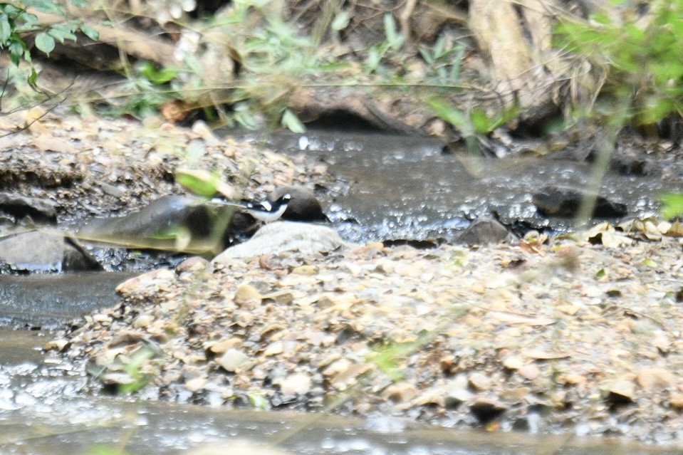 Black-backed Forktail - ML628235855