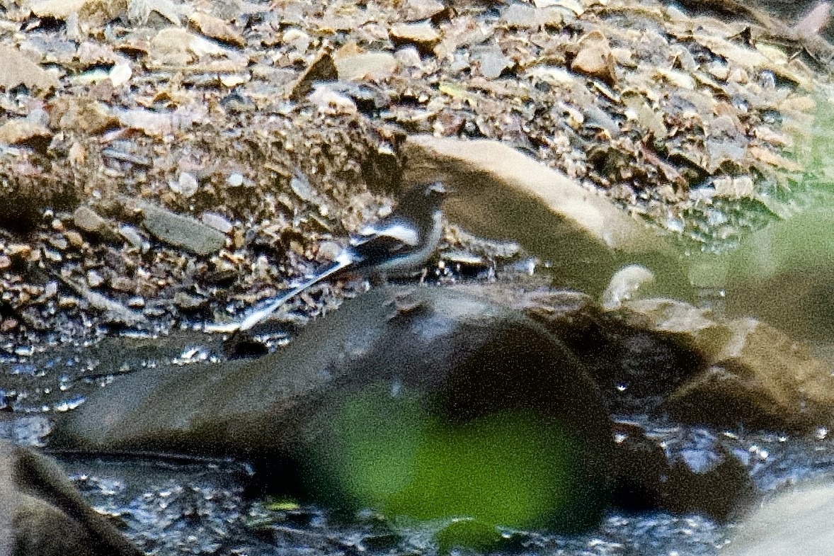 Black-backed Forktail - ML628235856