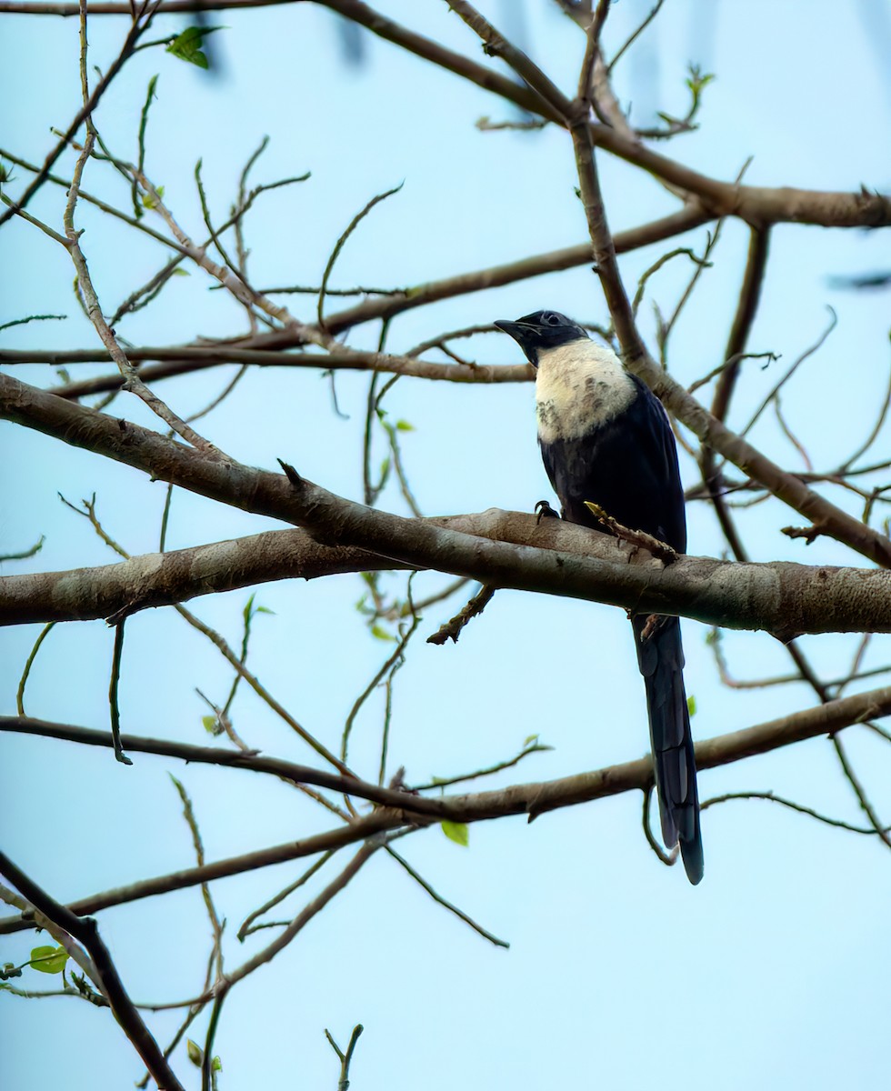 špaček bělokrký (ssp. torquata) - ML628235864