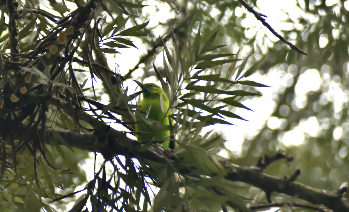 Golden-fronted Leafbird - ML628235951