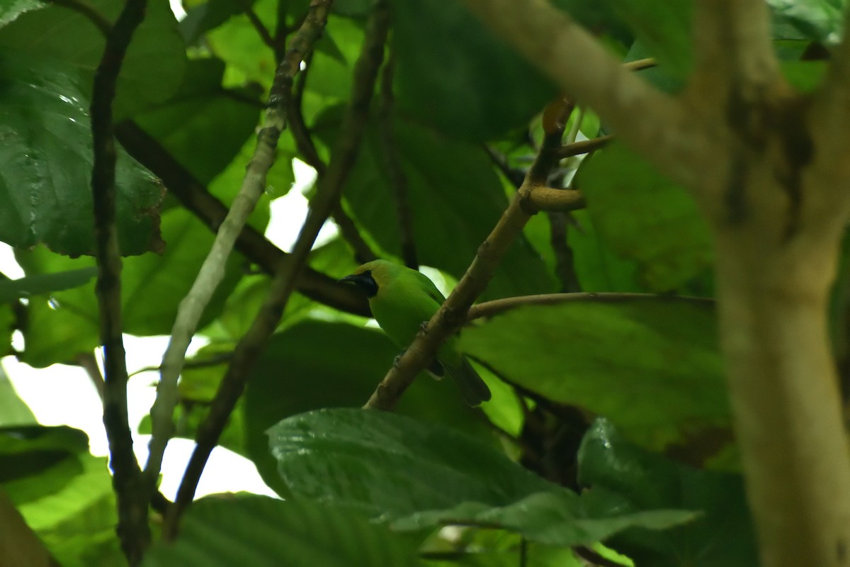 Golden-fronted Leafbird - ML628235963