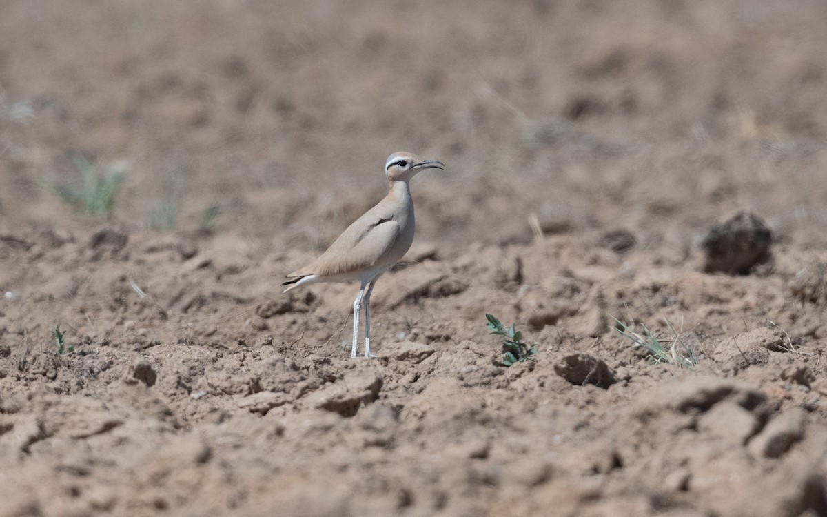 Cream-colored Courser - ML628236214