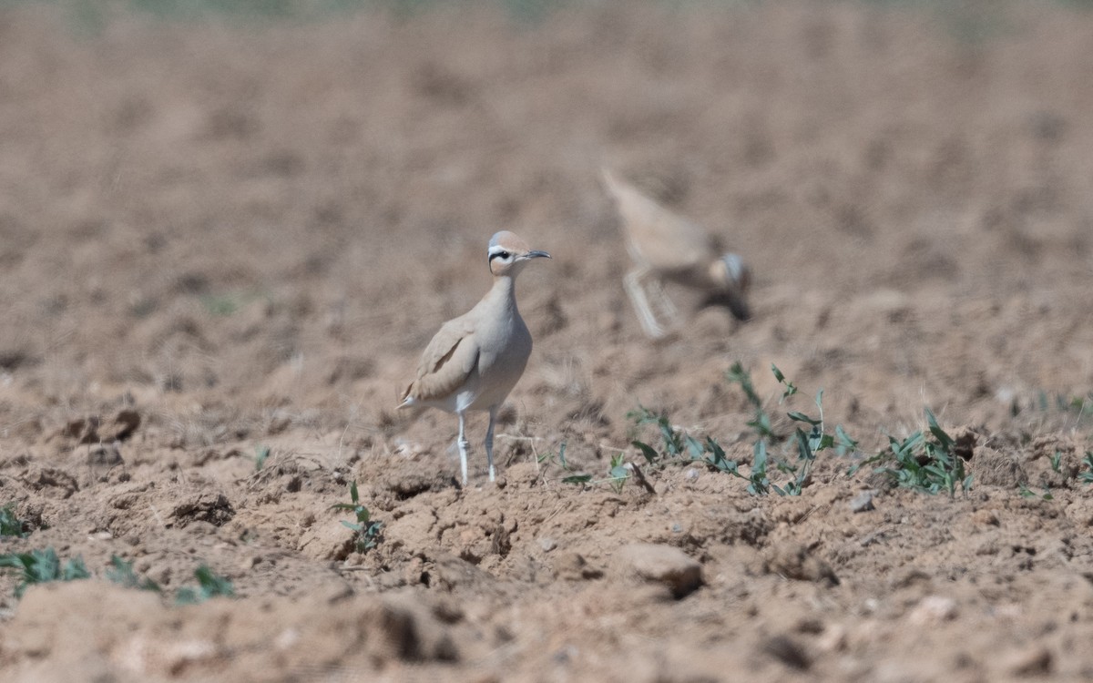 Cream-colored Courser - ML628236215