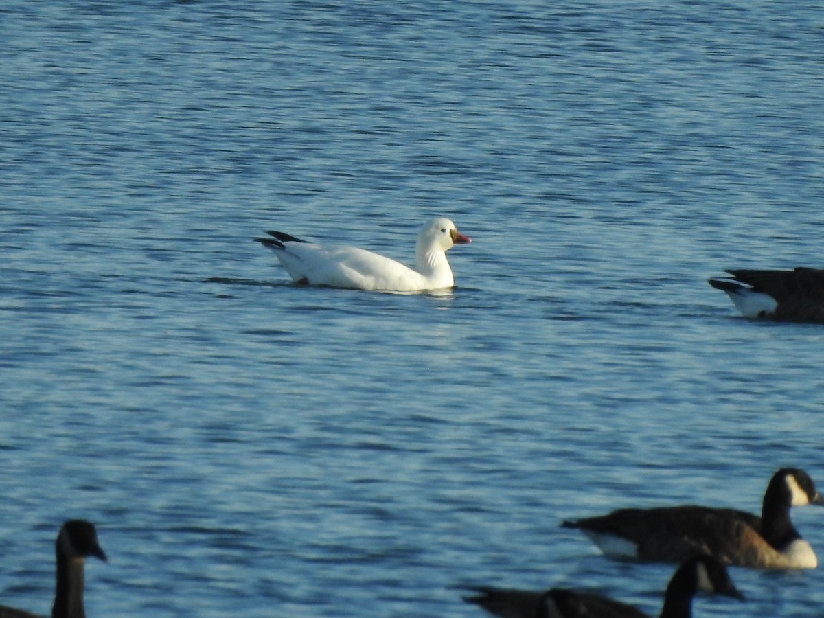 Ross's Goose - ML628236252