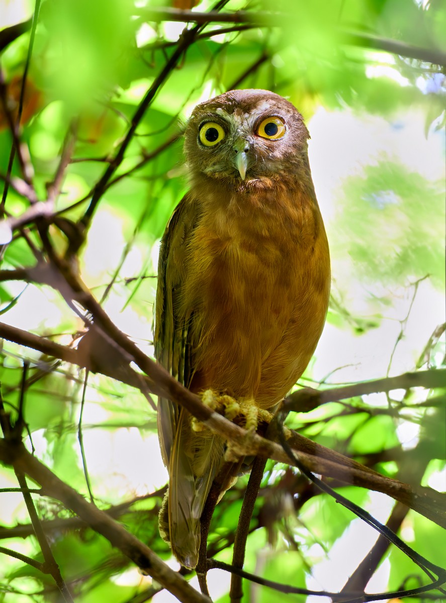 Ochre-bellied Boobook - ML628236283