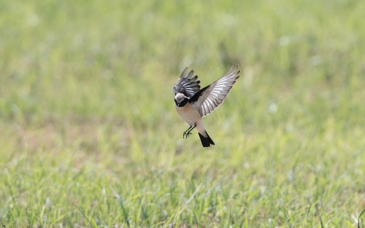 Desert Wheatear - ML628236316